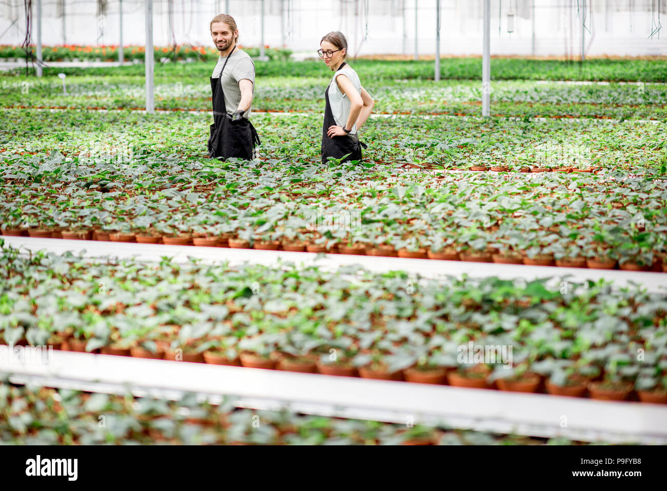 Workers at the plant production greenhouse Stock Photo Alamy