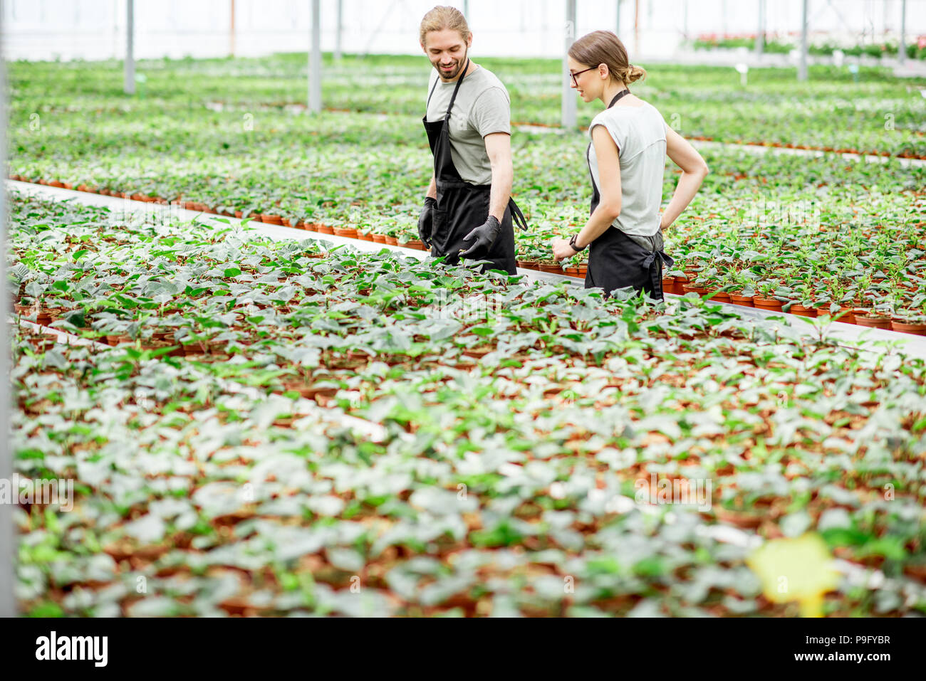 Workers at the plant production greenhouse Stock Photo Alamy