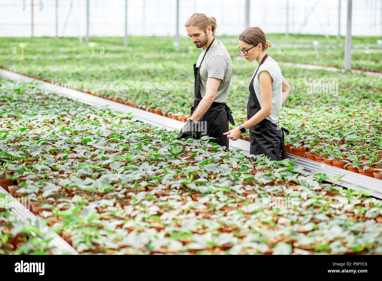 Workers at the plant production greenhouse Stock Photo Alamy
