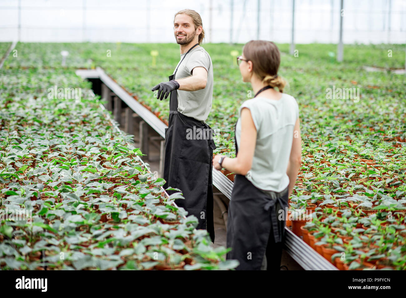 Workers at the plant production greenhouse Stock Photo Alamy