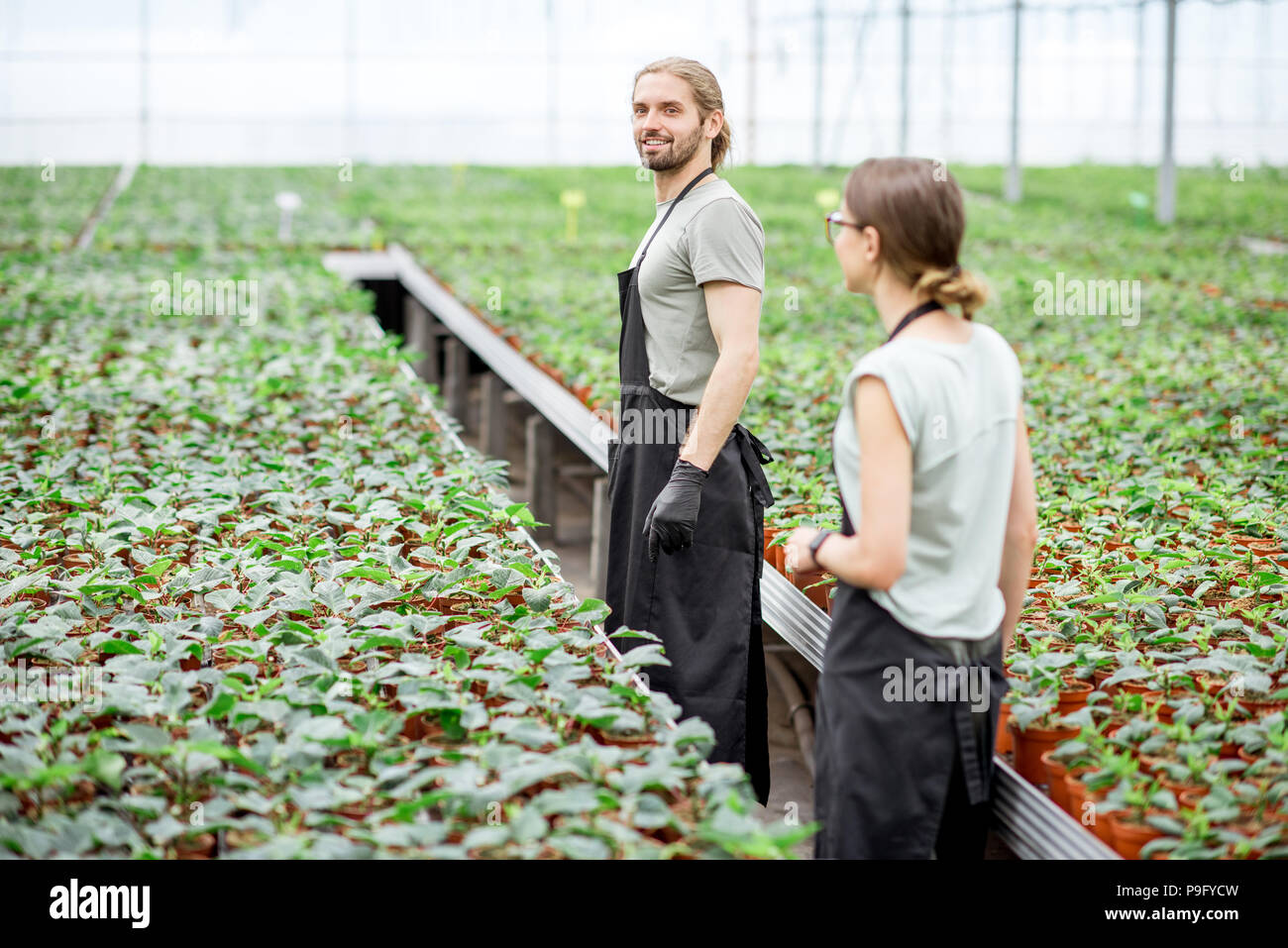 Workers at the plant production greenhouse Stock Photo Alamy