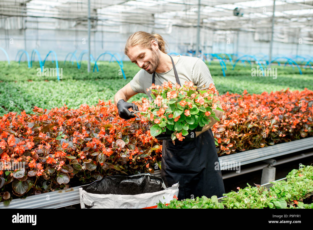 Man cutting flowers in the greenhouse Stock Photo Alamy