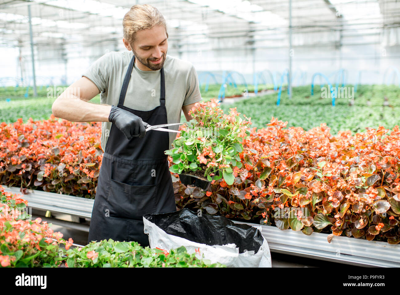 Man cutting flowers in the greenhouse Stock Photo Alamy