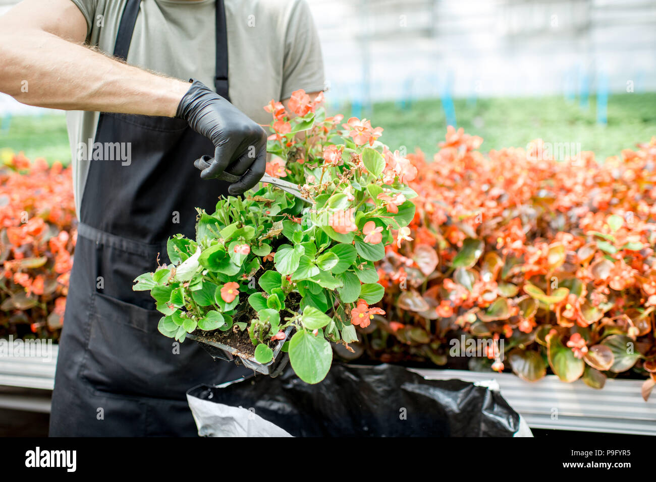 Man cutting flowers in the greenhouse Stock Photo Alamy