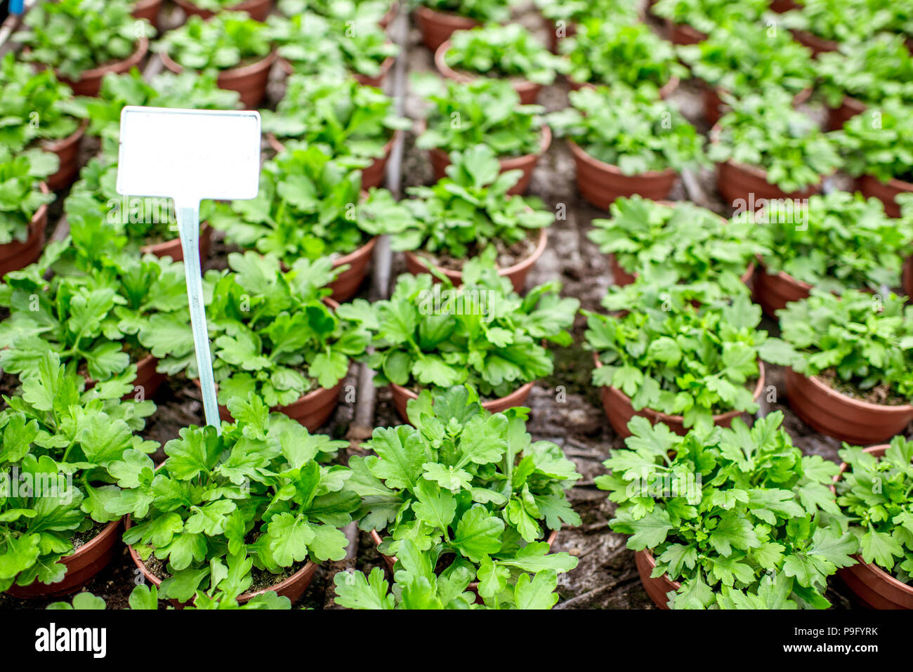 Green plants growing in the greenhouse Stock Photo - Alamy
