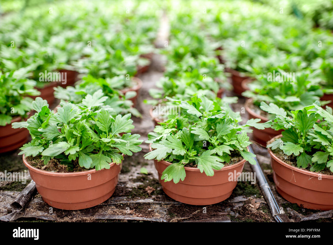 Green plants growing in the greenhouse Stock Photo - Alamy