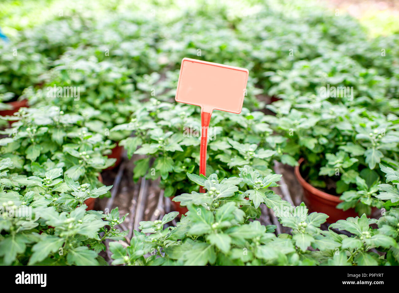 Green plants growing in the greenhouse Stock Photo - Alamy