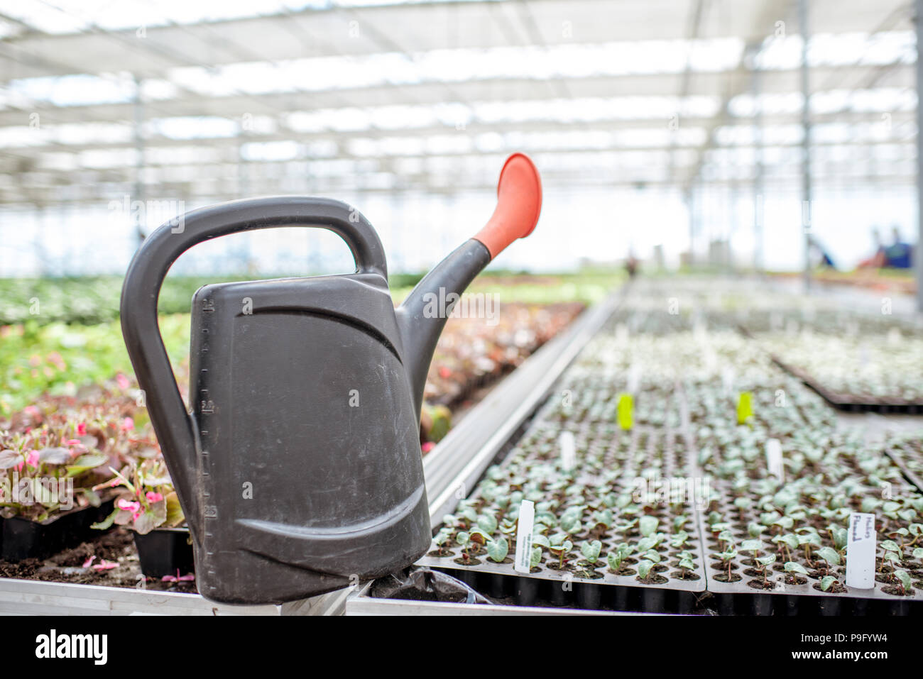 Green plants growing in the greenhouse Stock Photo - Alamy