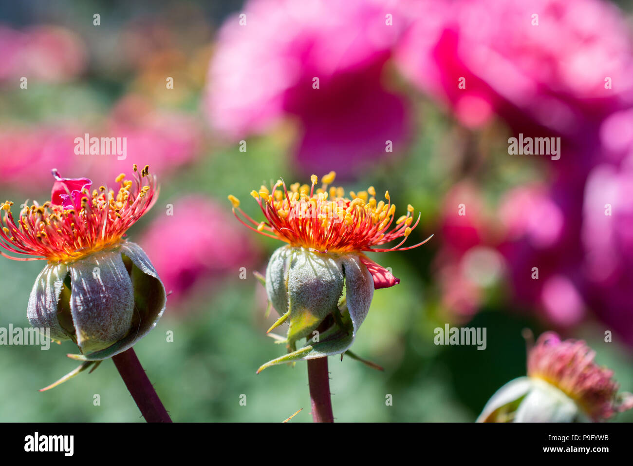 Rose flower without petals in the garden in spring Stock Photo Alamy