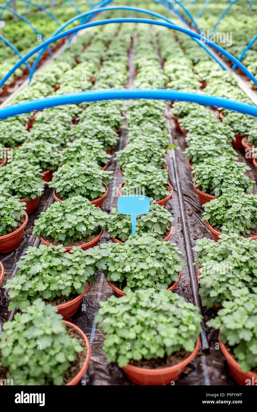 Green plants growing in the greenhouse Stock Photo - Alamy