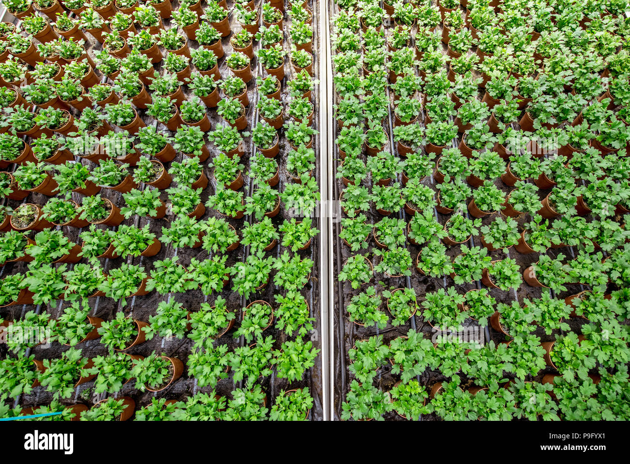 Green plants growing in the greenhouse Stock Photo - Alamy