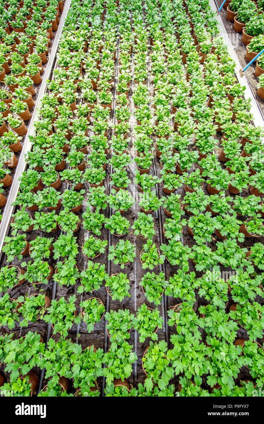 Green plants growing in the greenhouse Stock Photo - Alamy