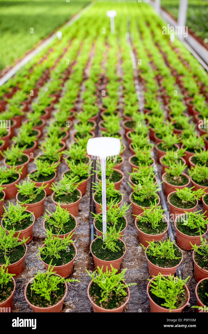 Green plants growing in the greenhouse Stock Photo - Alamy