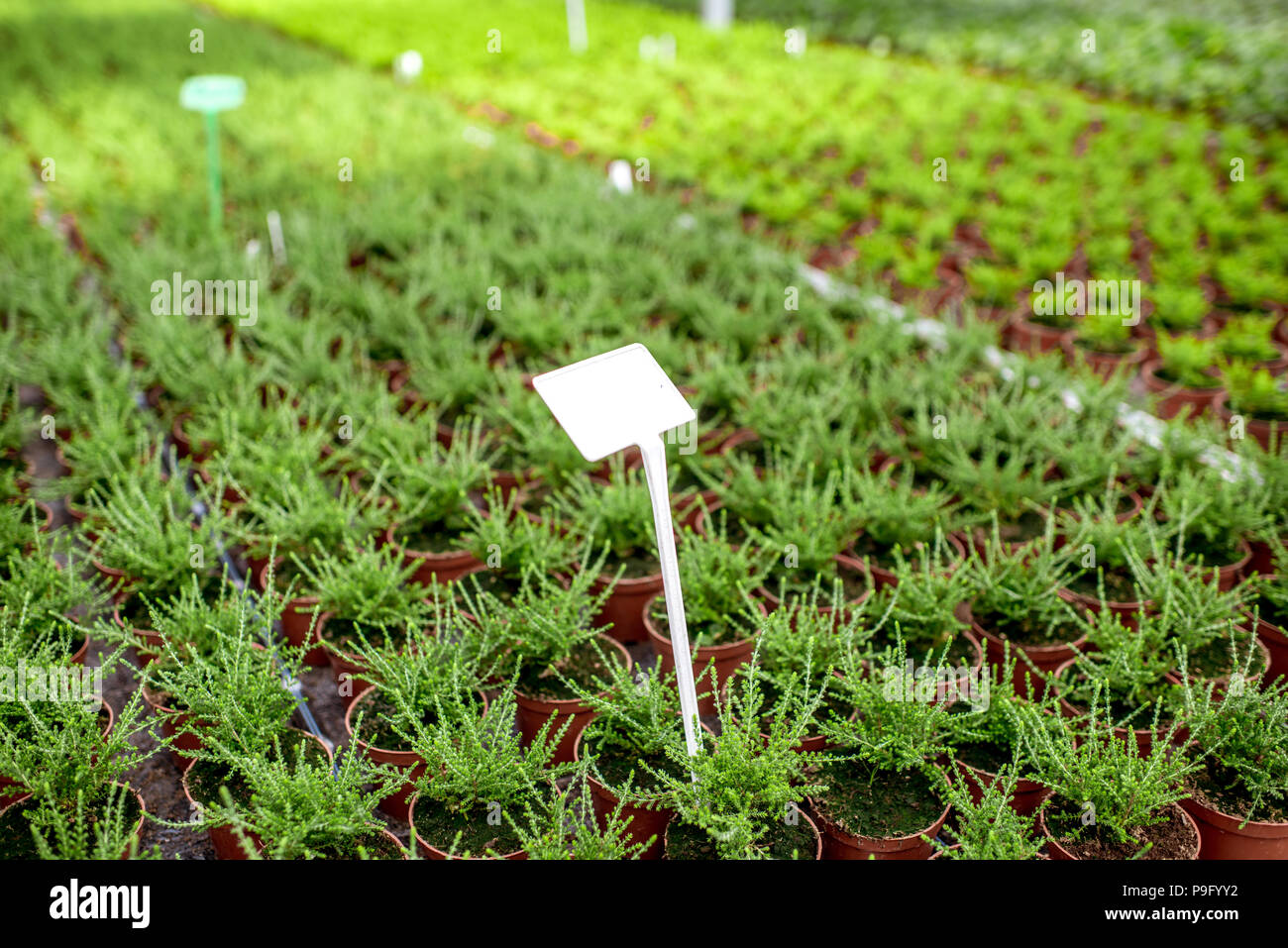 Green plants growing in the greenhouse Stock Photo - Alamy