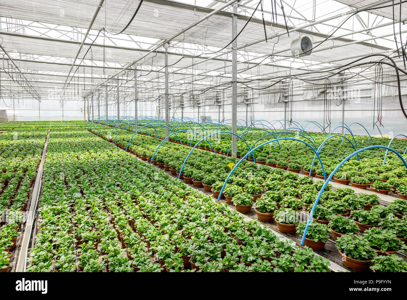 Green plants growing in the greenhouse Stock Photo - Alamy