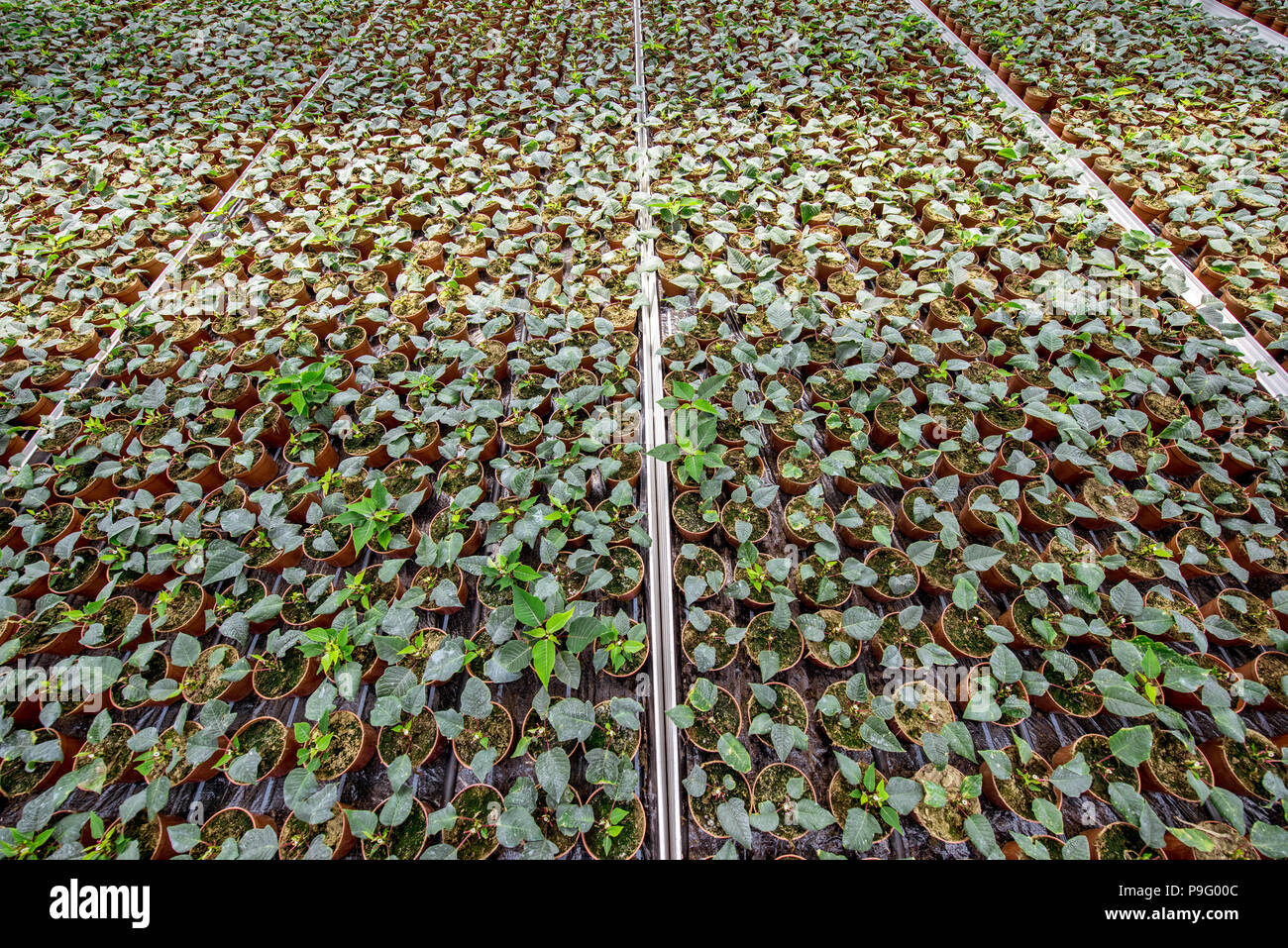 Green plants growing in the greenhouse Stock Photo - Alamy