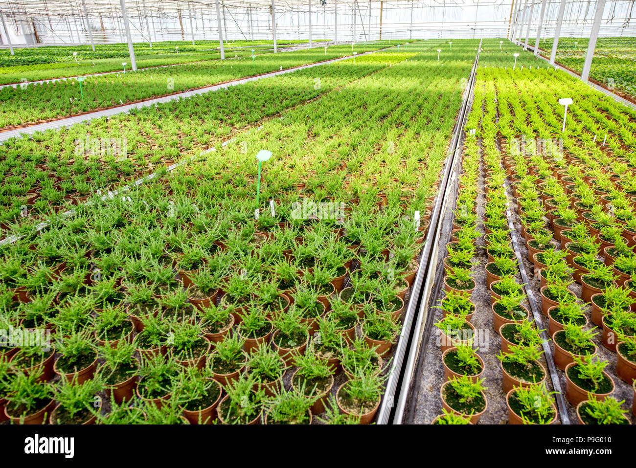Green plants growing in the greenhouse Stock Photo - Alamy