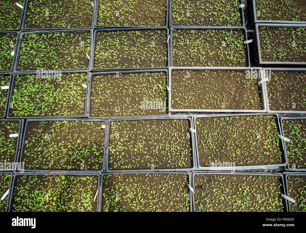 Green plants growing in the greenhouse Stock Photo - Alamy