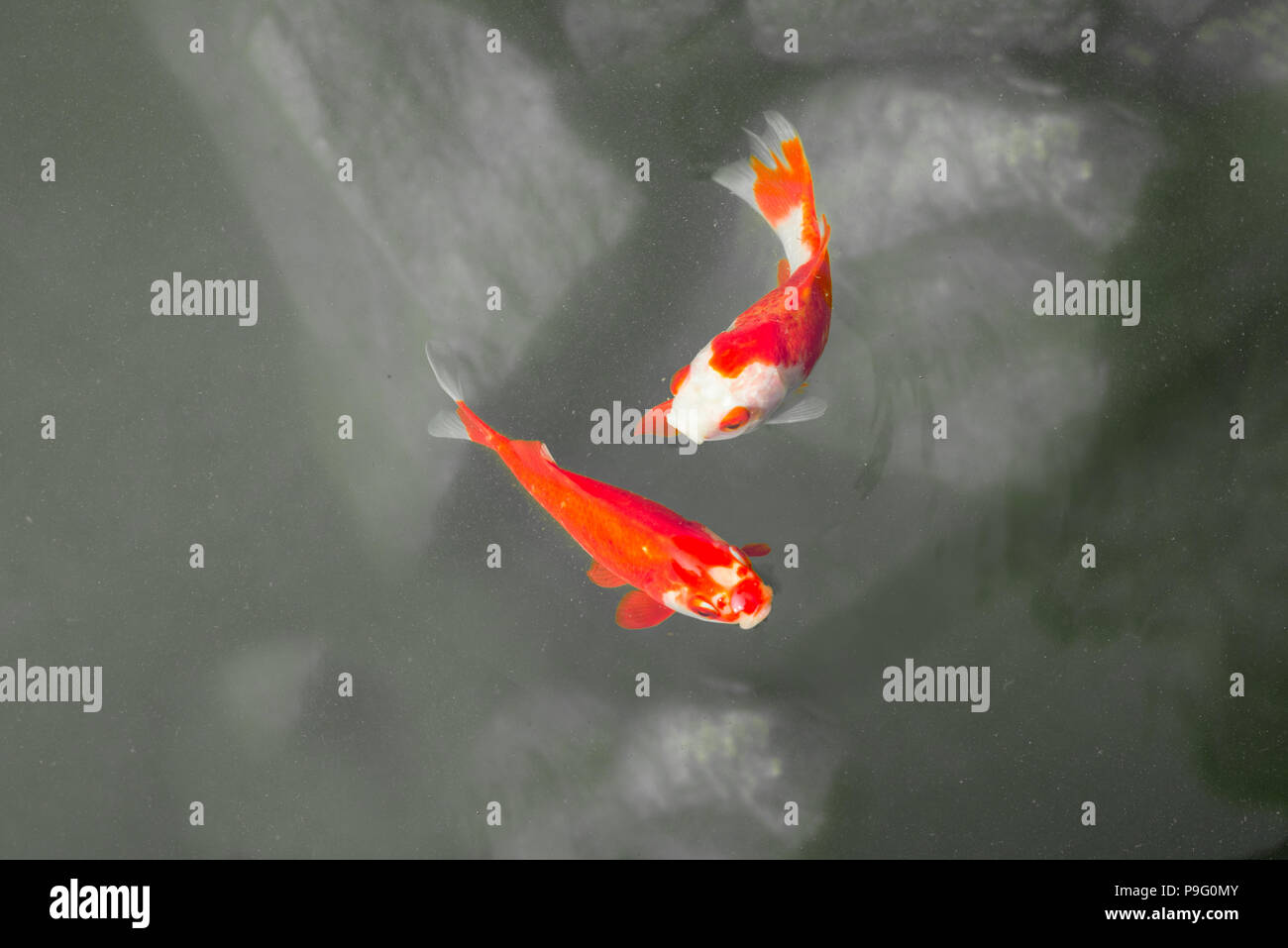 Two red and white goldfish Golden fish (Carassius auratus) swimming in a lake pond. Black and white background. Stock Photo
