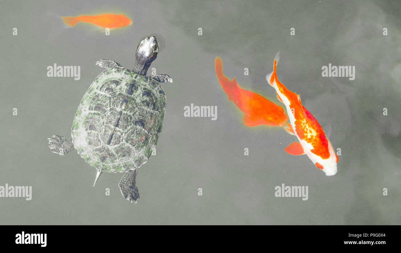 Red-Eared Slider Turtle swimming with goldfish Golden fish (Carassius auratus) and koi carps in a lake pond. Black and white background. Stock Photo