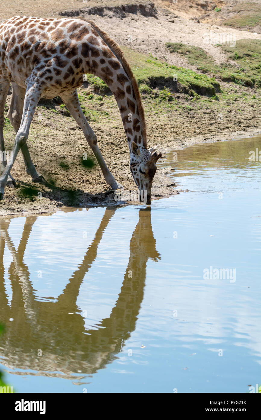 Giraffe animal drinking water from river in safari park with reflection in water Stock Photo - Alamy Giraffe animal drinking water from river in safari park with reflection in water Stock Photo - Alamy