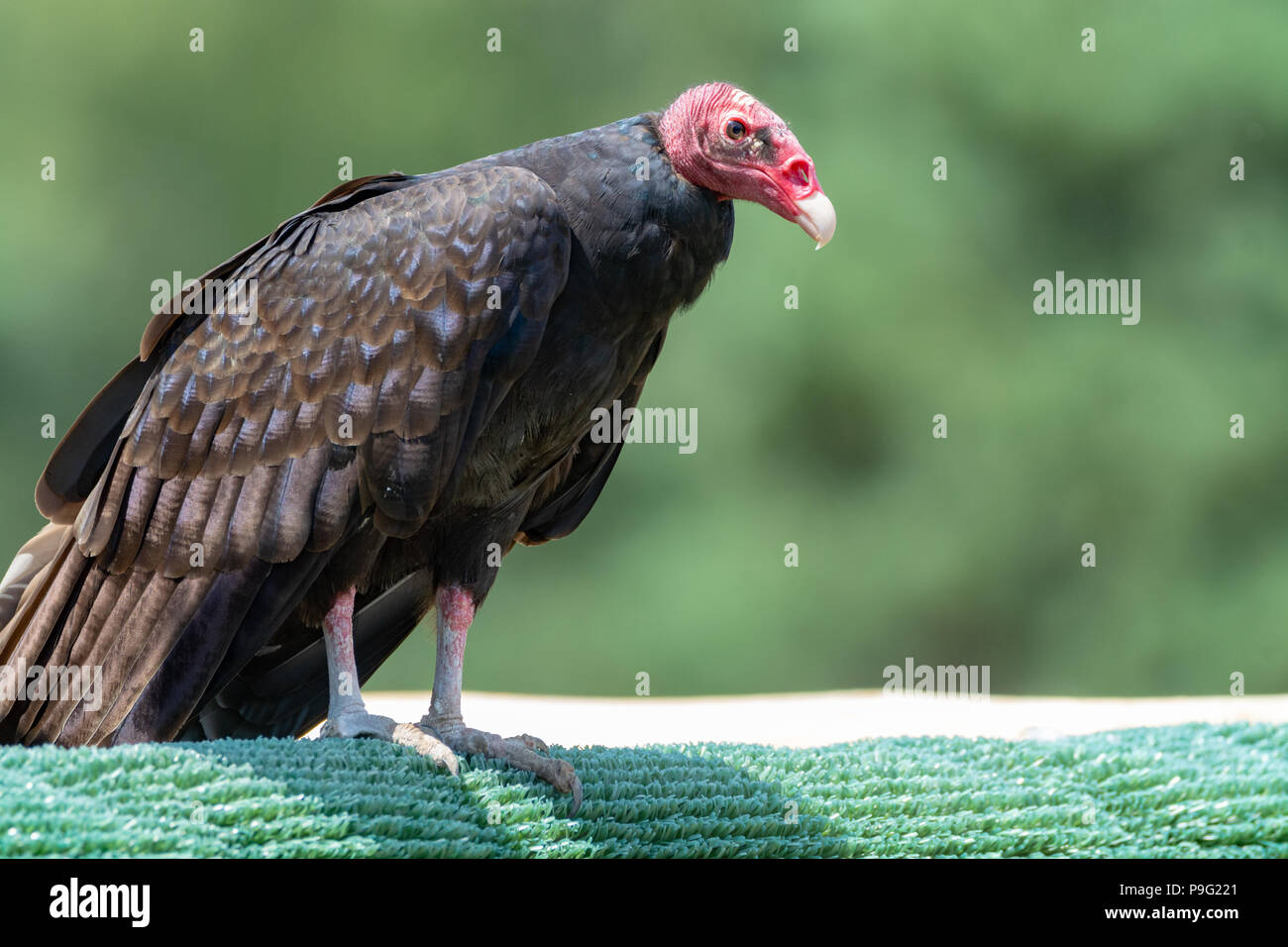 Guardians of the Castle | Howie's Wildlife Images, image size:1300x956