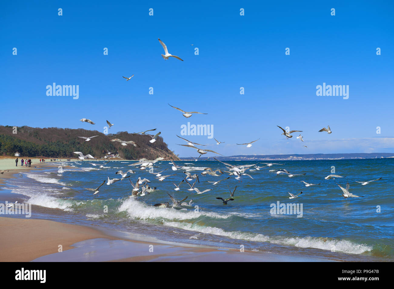 Seagulls hunt for small fish in the shallow Baltic Sea next to Baabe village on island Rugen, Northern Germany Stock Photo