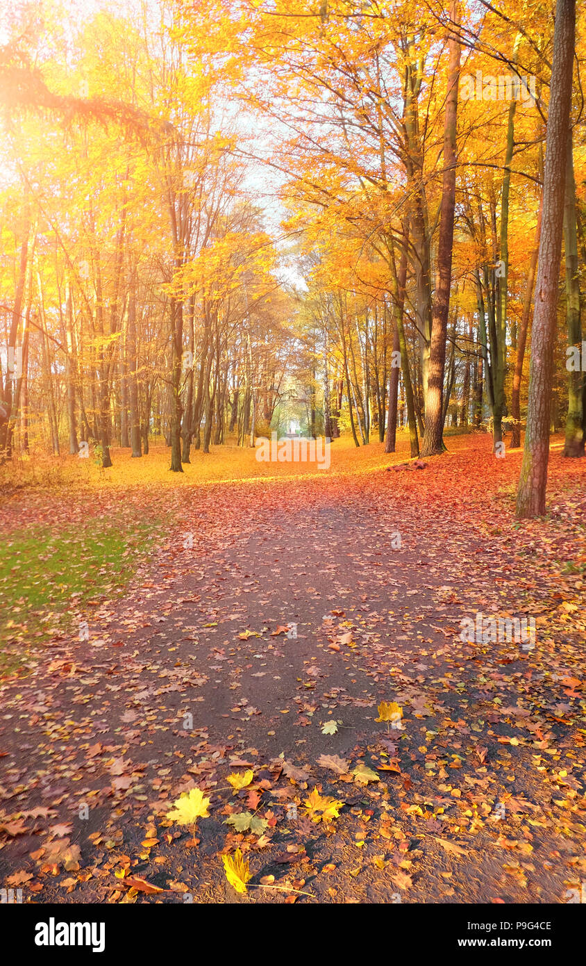 Empty Autumn alley in the park, vertical fall background in yellow and