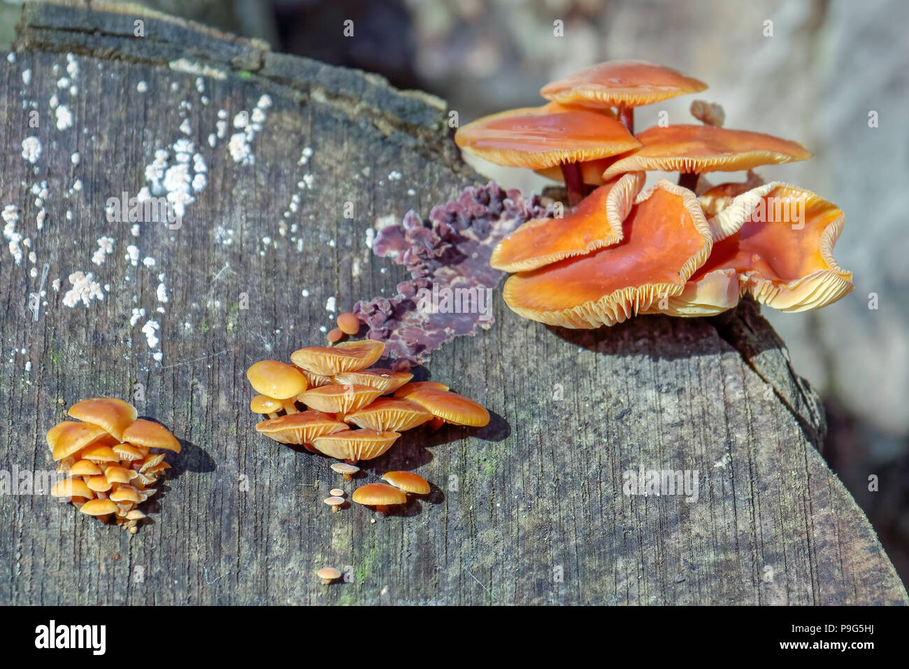 Velvet Shank Fungi (Flammulina velutipes) growing on an old tree stump Stock Photo