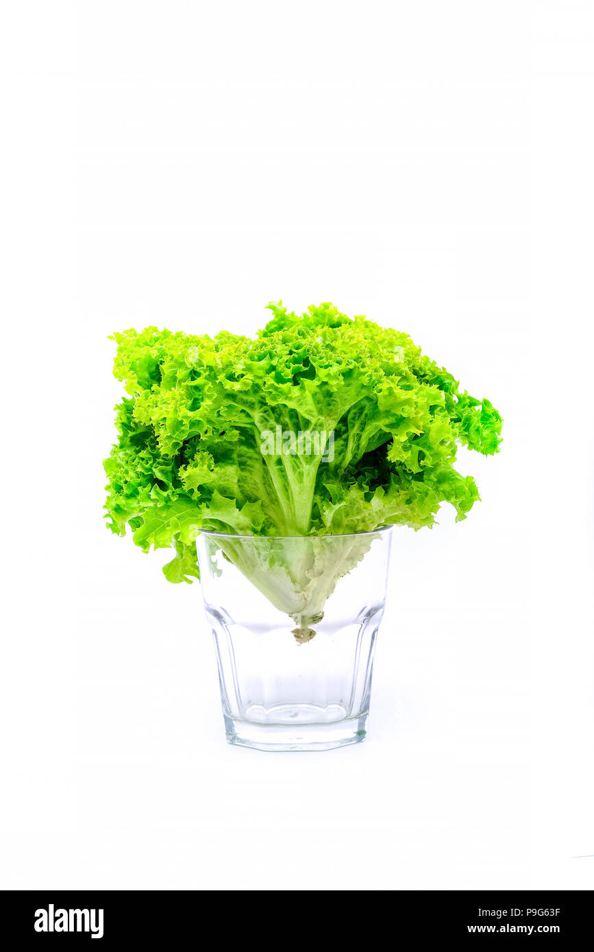 Fresh bush of lettuce salad in bowl on white backgroundBush green salad. in a glass. Stock Photo