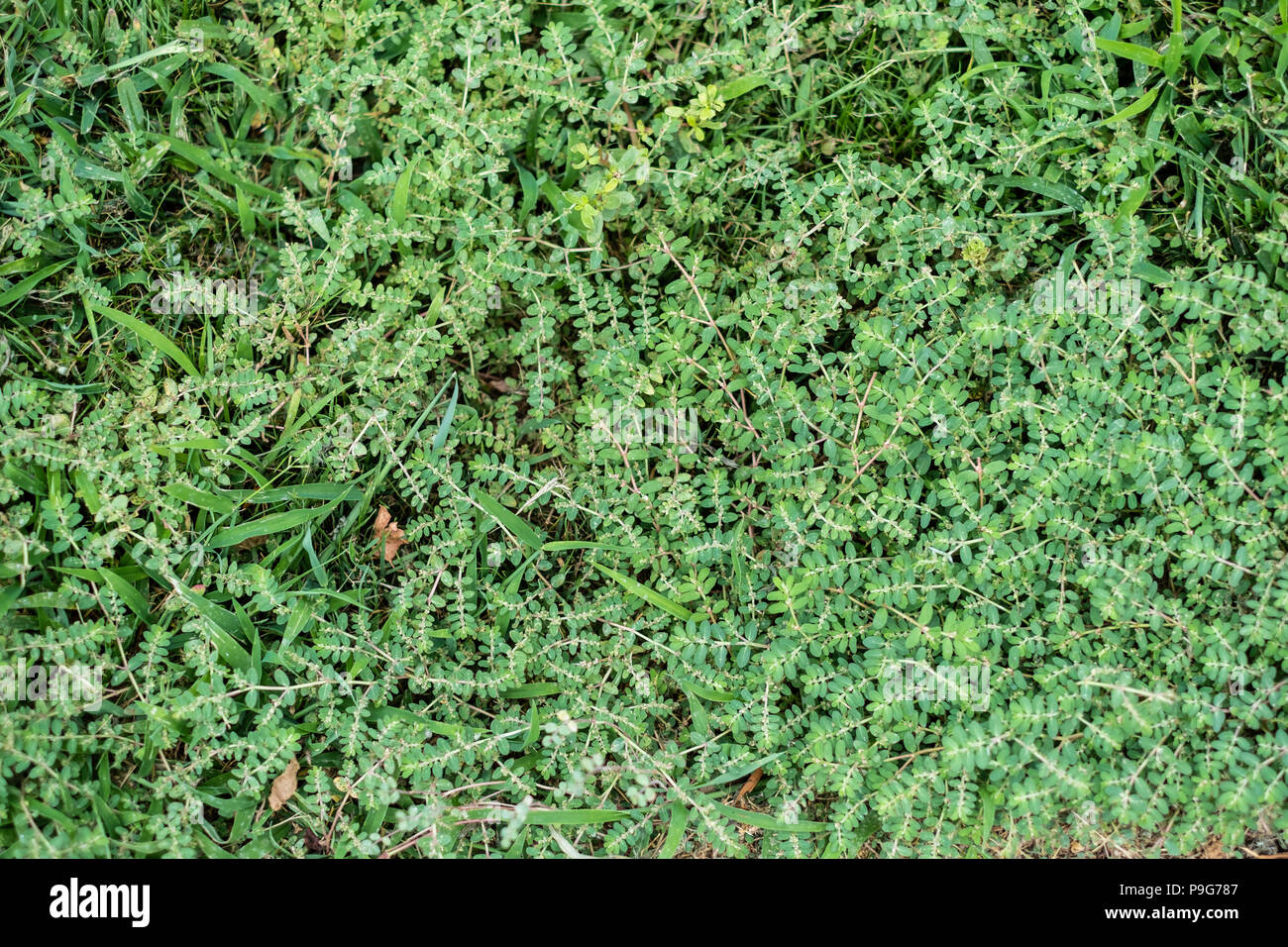 Euphorbia prostrata, a milky invasive weed very undesirable mixed with Digitaria sanguinalis, hairy crabgrass in a cut lawn in Kansas, USA. Stock Photo