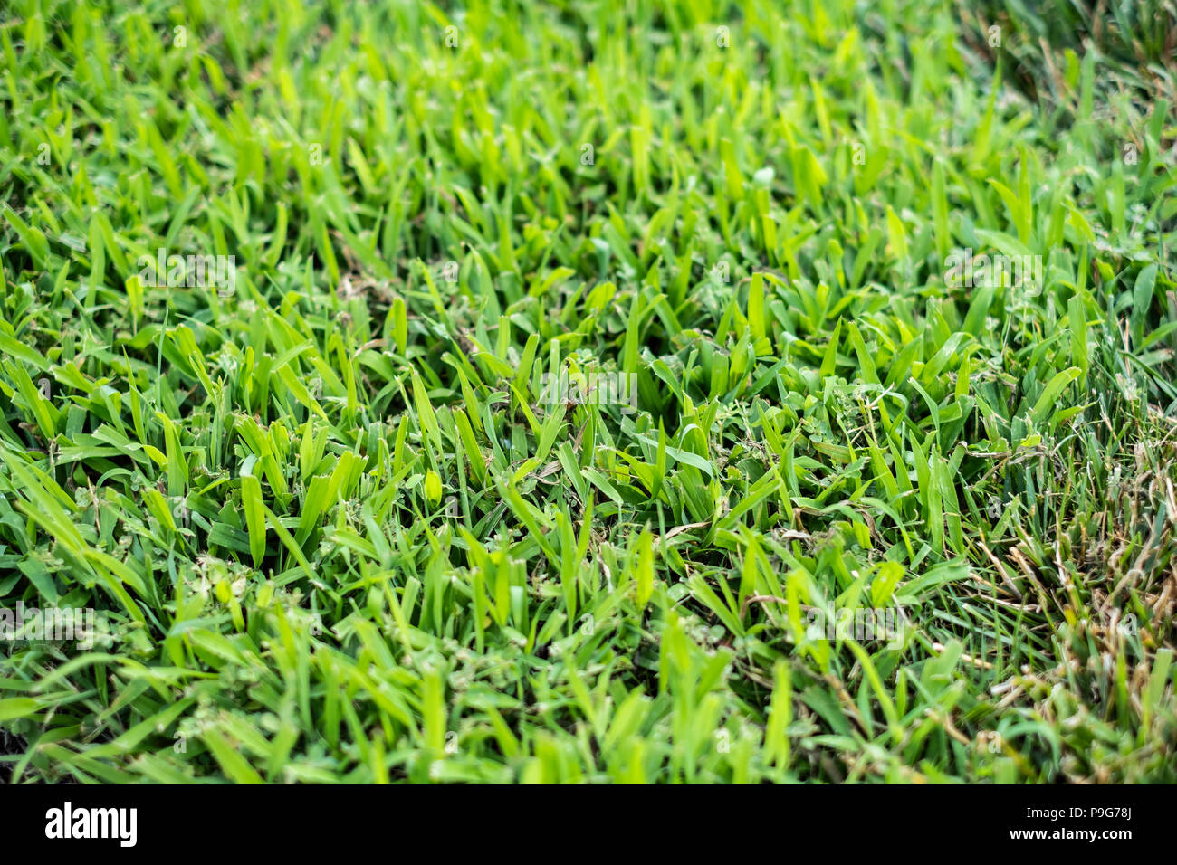 Hairy crabgrass, Digitaria sanguinalis, in a lawn that has been mowed. Wichita, Kansas, USA. Stock Photo