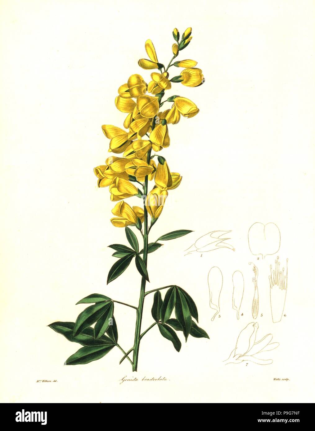Racemose genista, Genista bracteolata. Handcoloured copperplate engraving by Watts after a botanical illustration by Mrs Augusta Withers from Benjamin Maund and the Rev. John Stevens Henslow's The Botanist, London, 1836. Stock Photo