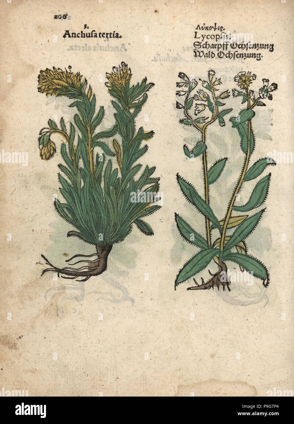 Species of yellow bugloss, Anchusa officinalis, and small bugloss, Anchusa arvensis. Handcoloured woodblock engraving of a botanical illustration from Adam Lonicer's Krauterbuch, or Herbal, Frankfurt, 1557. This from a 17th century pirate edition or atlas of illustrations only, with captions in Latin, Greek, French, Italian, German, and in English manuscript. Stock Photo