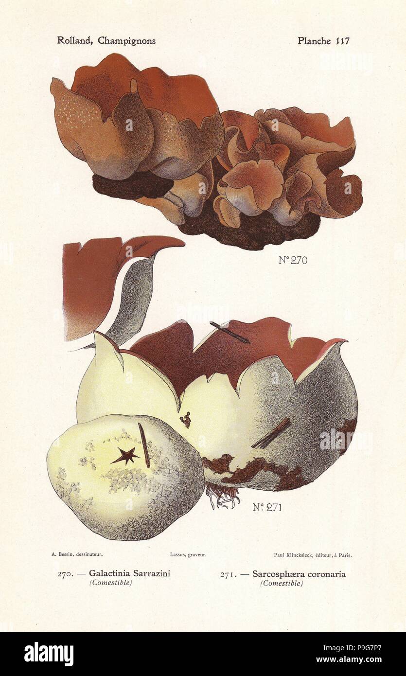 Peziza mushroom, Galactinia sarrazini, and pink crown, Sarcosphaera coronaria. Chromolithograph by Lassus after an illustration by A. Bessin from Leon Rolland's Guide to Mushrooms from France, Switzerland and Belgium, Atlas des Champignons, Paul Klincksieck, Paris, 1910. Stock Photo