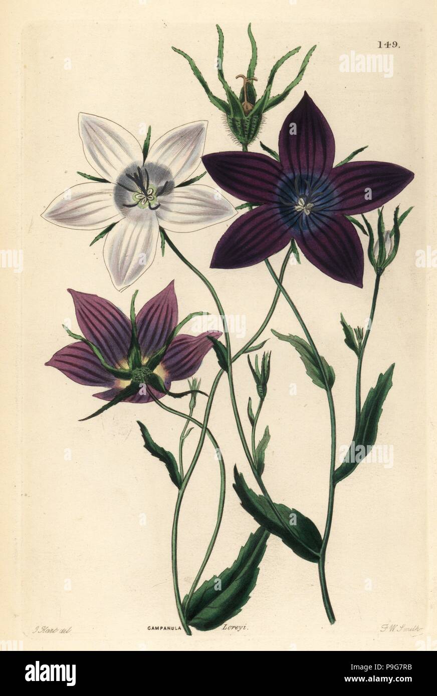 Bellflower, Campanula lusitanica (Lorey's bellflower, Campanula loreyi). Handcoloured copperplate engraving by Frederick W. Smith after J. Hart from John Lindley and Robert Sweet's Ornamental Flower Garden and Shrubbery, G. Willis, London, 1854. Stock Photo