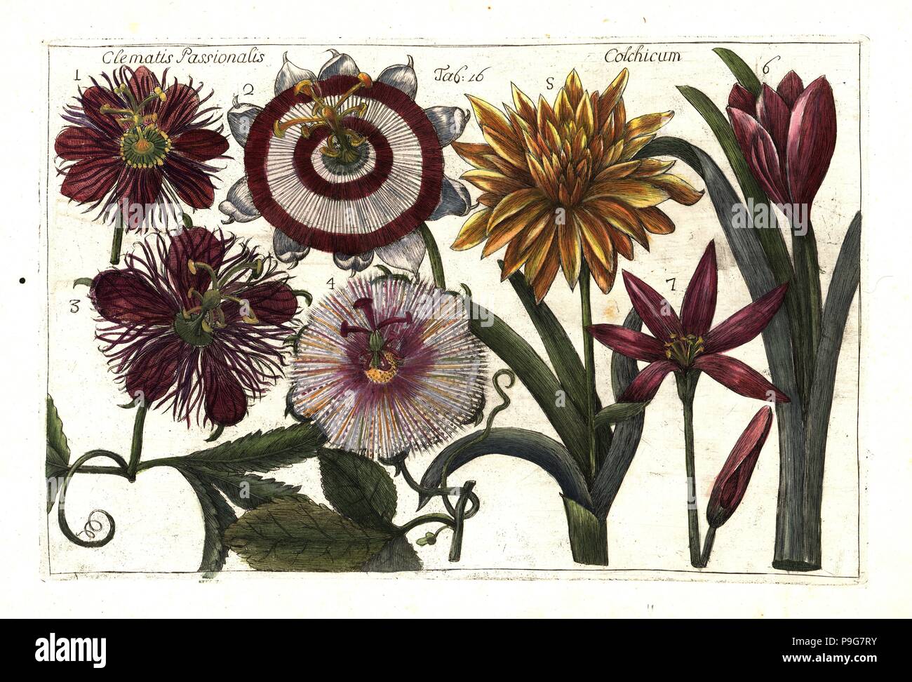 Passion fruit or granadilla, Passiflora ligularis (Clematis passionalis)  and meadow saffron, Colchicum autumnale. Handcoloured copperplate engraving  after Mario Cammerari from Professor Filippo Arena's La natura e cultura  dei fiori fisicamente esposta (The