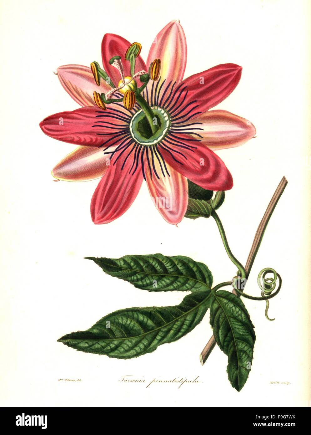 Poro poro, Passiflora pinnatistipula (Feather-stipuled tacsonia, Tacsonia pinnatistipula). Endangered. Handcoloured copperplate engraving by S. Nevitt after a botanical illustration by Mrs Augusta Withers from Benjamin Maund and the Rev. John Stevens Henslow's The Botanist, London, 1836. Stock Photo