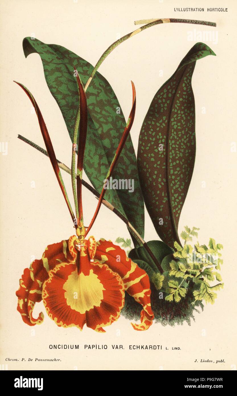 Butterfly orchid, Psychopsis papilio (Oncidium papilio var. Echkardti). Chromolithograph by P. de Pannemaeker from Jean Linden's l'Illustration Horticole, Brussels, 1883. Stock Photo