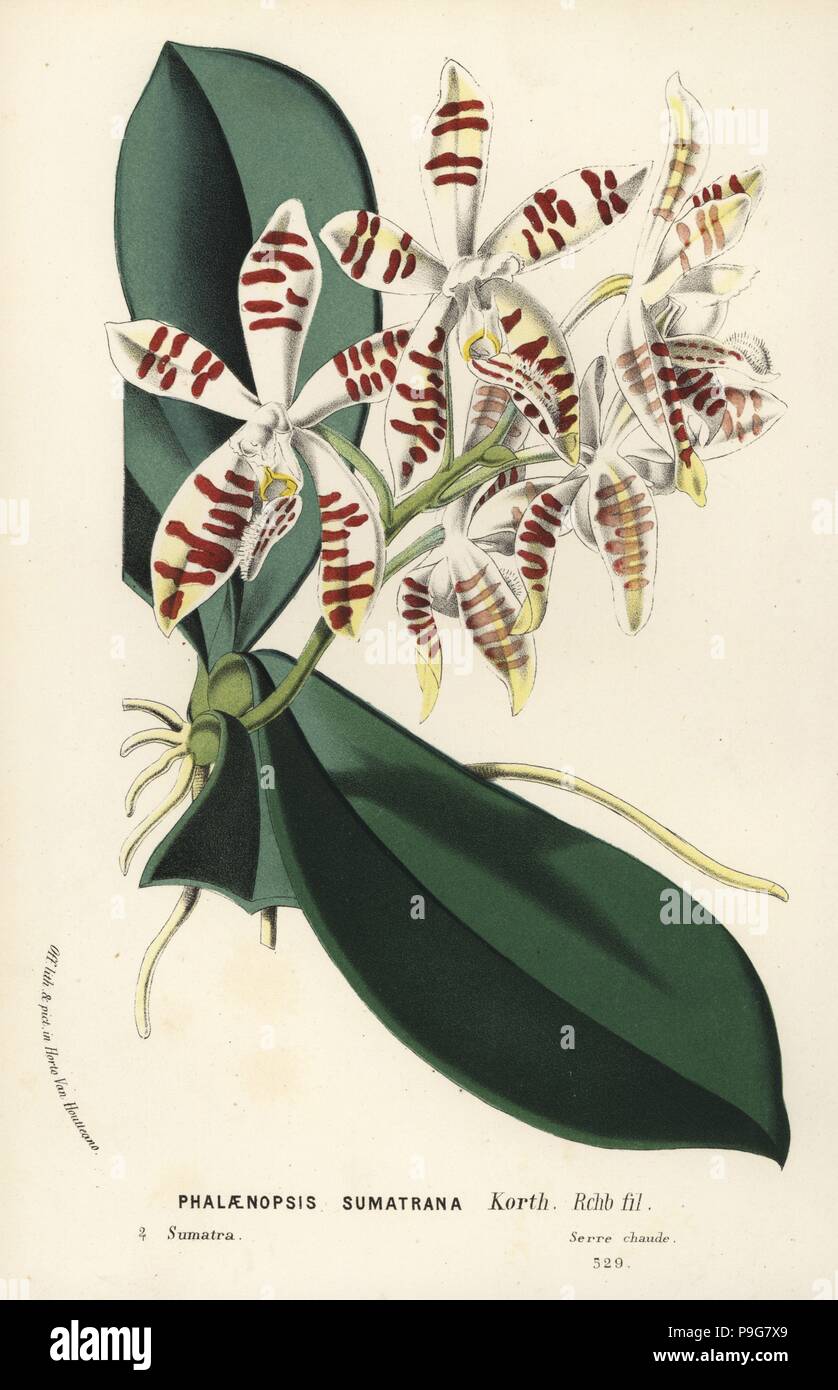 Sumatra phalaenopsis orchid, Phalaenopsis sumatrana. Handcoloured lithograph from Louis van Houtte and Charles Lemaire's Flowers of the Gardens and Hothouses of Europe, Flore des Serres et des Jardins de l'Europe, Ghent, Belgium, 1867-1868. Stock Photo