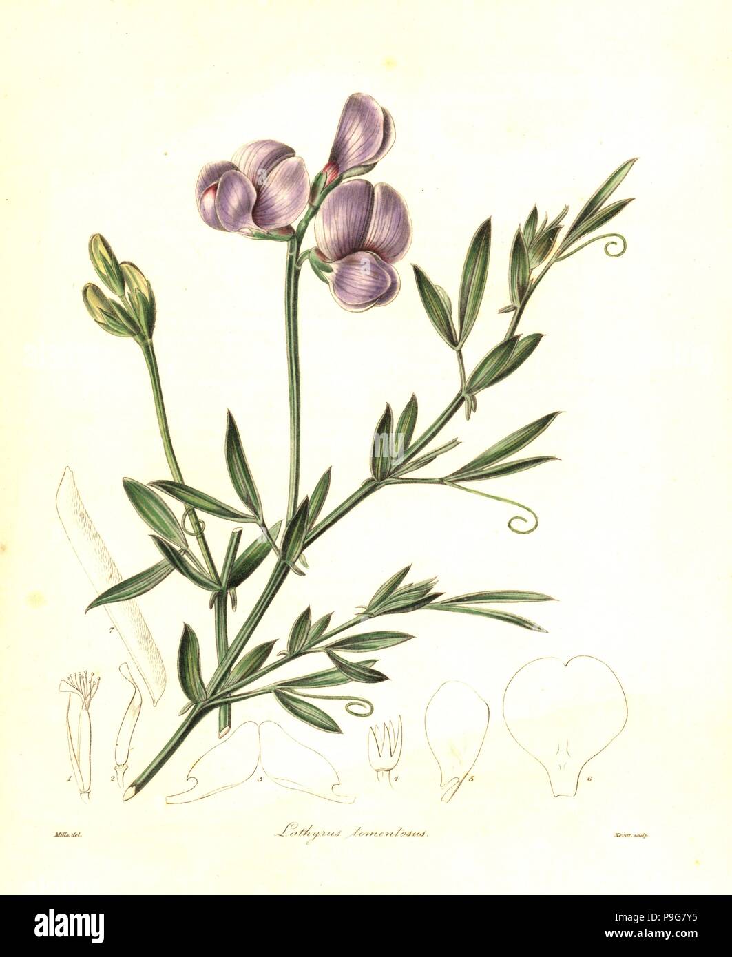 Cottony lathyrus, Lathyrus tomentosus. Handcoloured copperplate engraving by S. Nevitt after a botanical illustration by Mills from Benjamin Maund and the Rev. John Stevens Henslow's The Botanist, London, 1836. Stock Photo