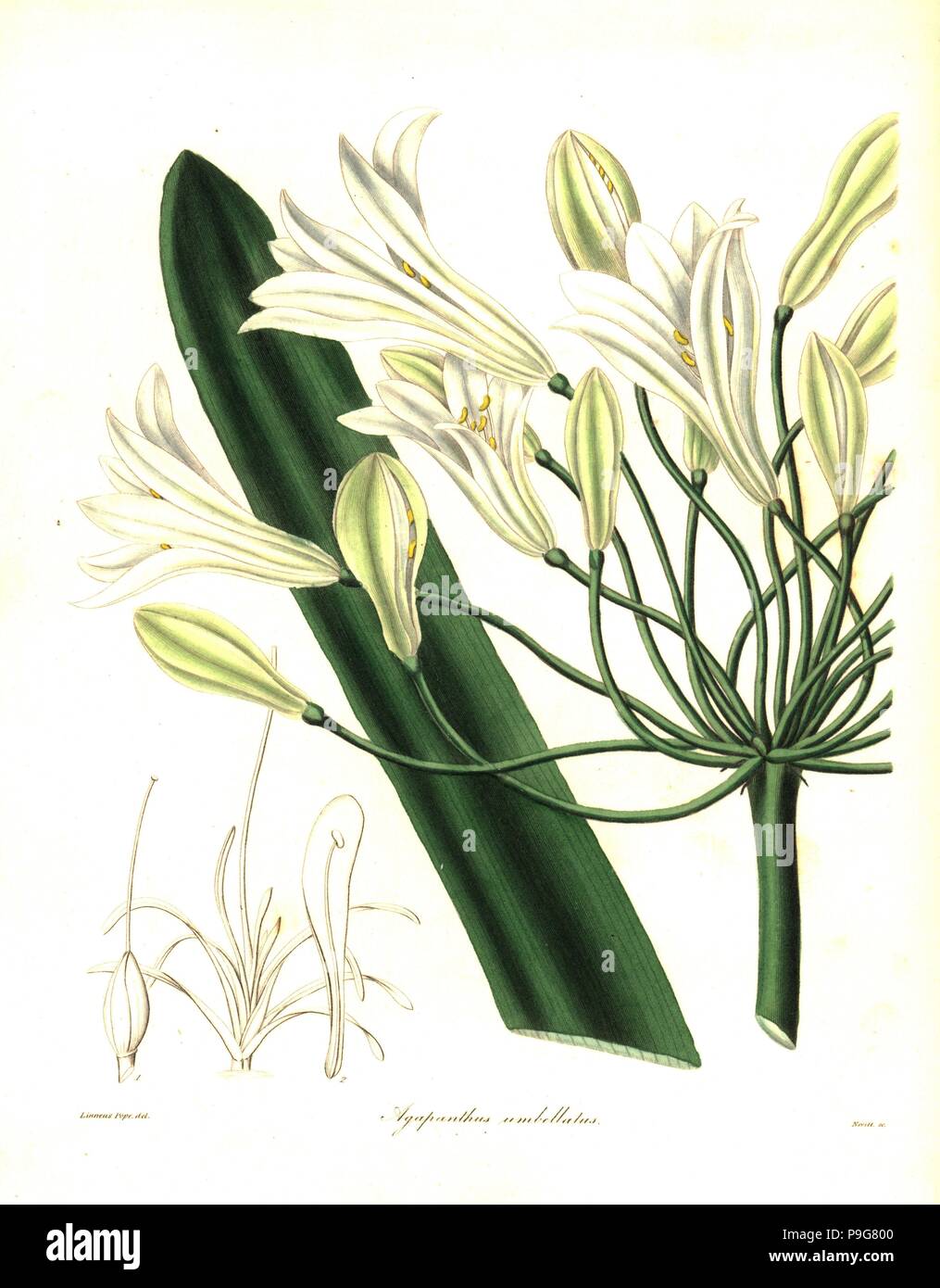 African lily, Agapanthus africanus (white-flowered agapanthus, Agapanthus umbellatus). Handcoloured copperplate engraving by S. Nevitt after a botanical illustration by Linneus Pope from Benjamin Maund and the Rev. John Stevens Henslow's The Botanist, London, 1836. Stock Photo