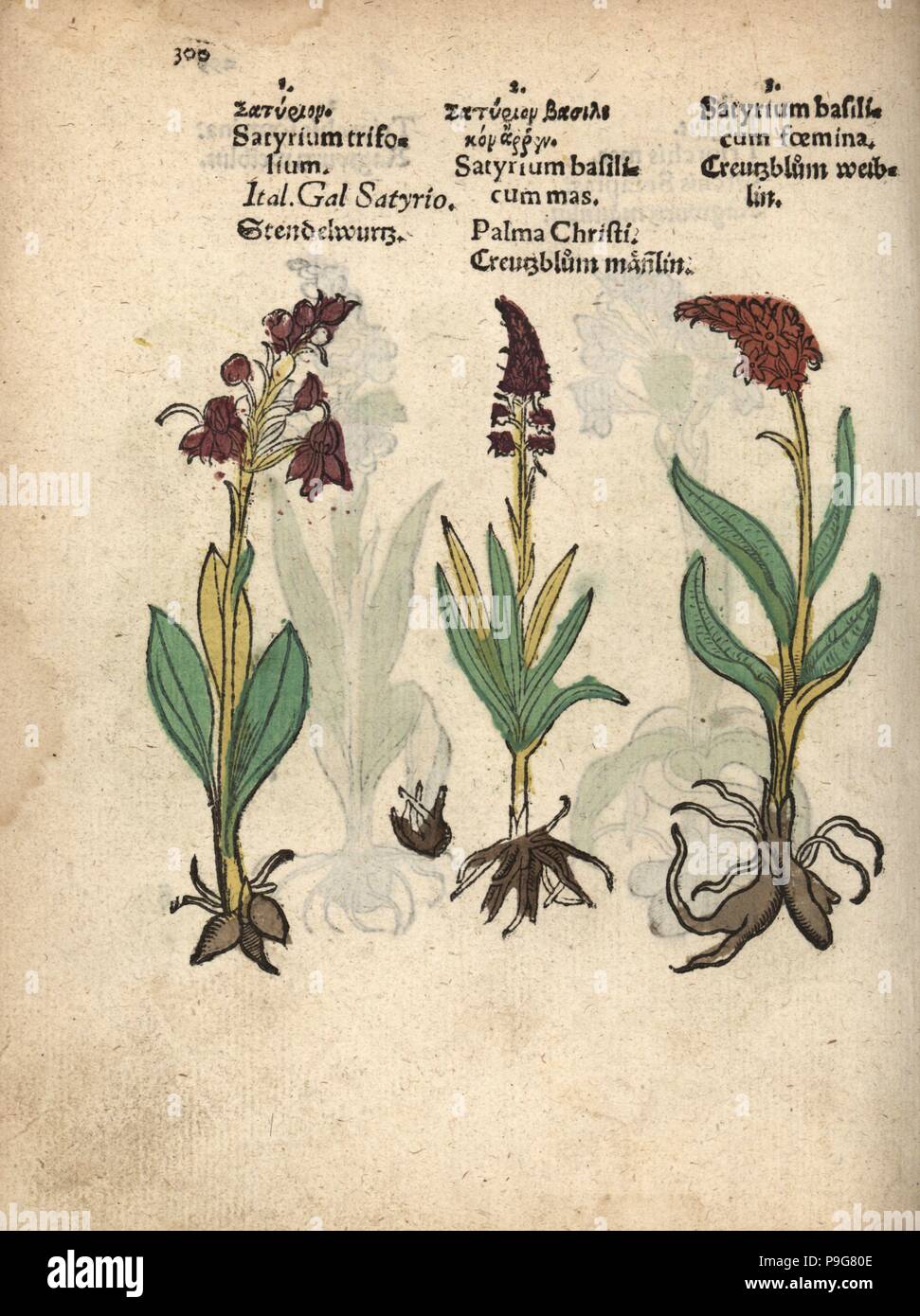 Lesser butterfly orchid, Platanthera bifolia, fragrant orchid, Gymnadenia conopsea, and spotted orchid, Dactylorhiza fuchsii. Handcoloured woodblock engraving of a botanical illustration from Adam Lonicer's Krauterbuch, or Herbal, Frankfurt, 1557. This from a 17th century pirate edition or atlas of illustrations only, with captions in Latin, Greek, French, Italian, German, and in English manuscript. Stock Photo