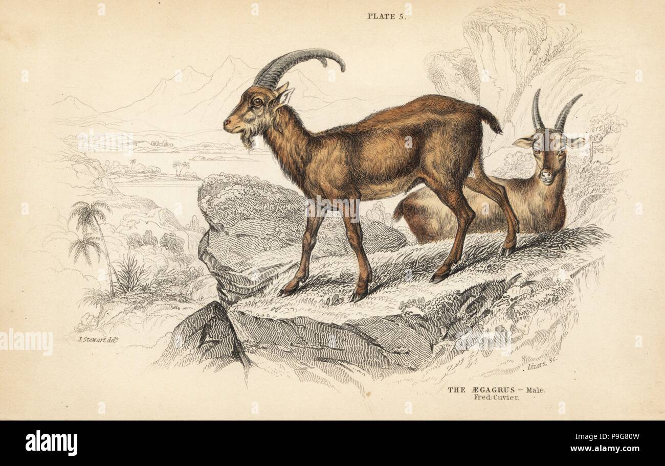 Wild goat, Capra aegagrus, male. Handcoloured steel engraving by Lizars after an illustration by James Stewart from William Jardine's Naturalist's Library, Edinburgh, 1836. Stock Photo