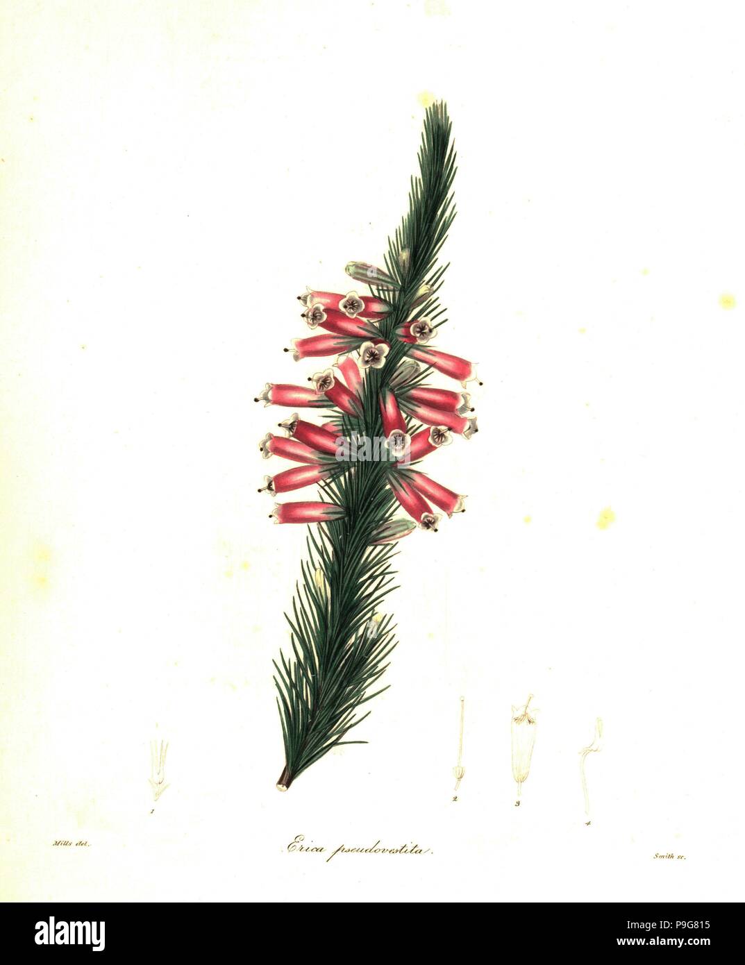 Masson's heath, Erica massonii (Clothed hybrid heath, Erica pseudo-vestita). Handcoloured copperplate engraving by Smith after a botanical illustration by MIlls from Benjamin Maund and the Rev. John Stevens Henslow's The Botanist, London, 1836. Stock Photo