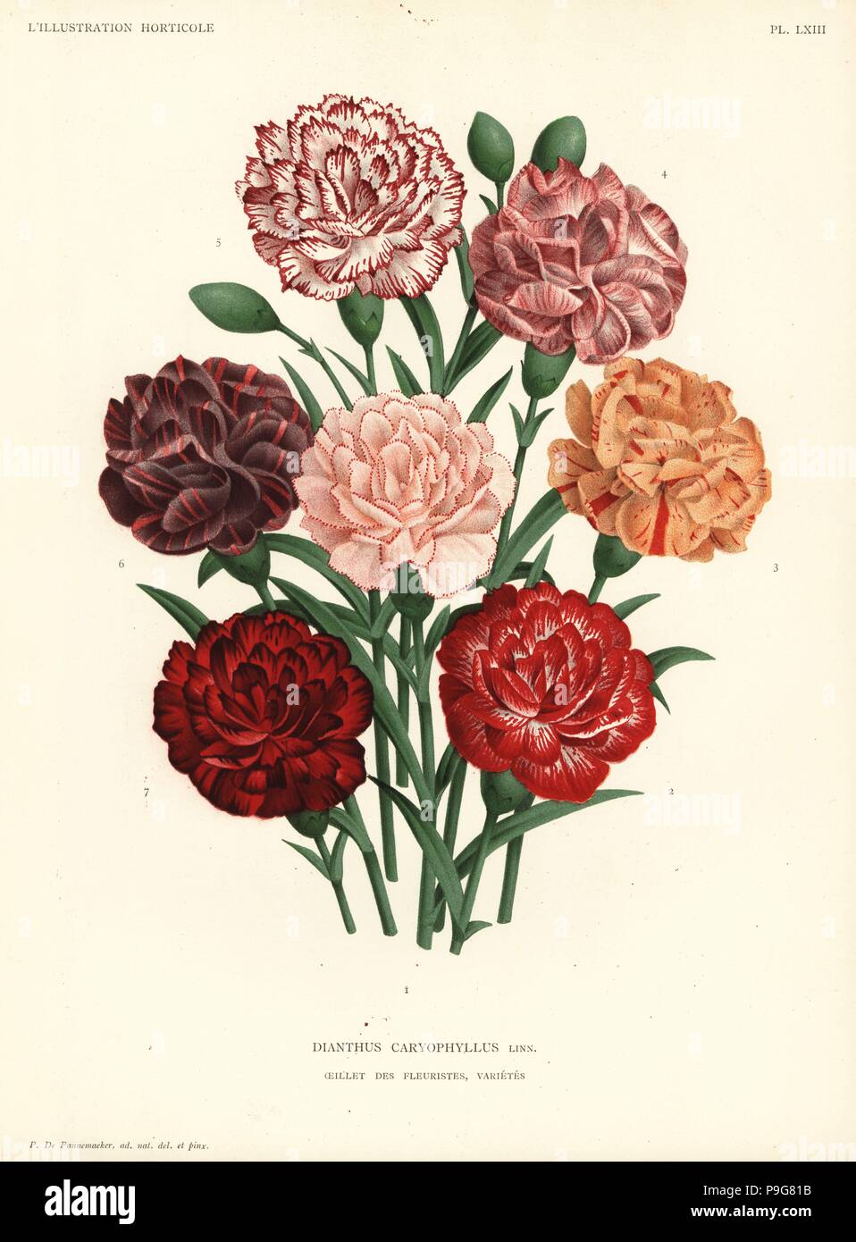 Carnation varieties, Dianthus caryophyllus. Drawn and chromolithographed by Pieter de Pannemaeker from Jean Linden's l'Illustration Horticole, Brussels, 1888. Stock Photo