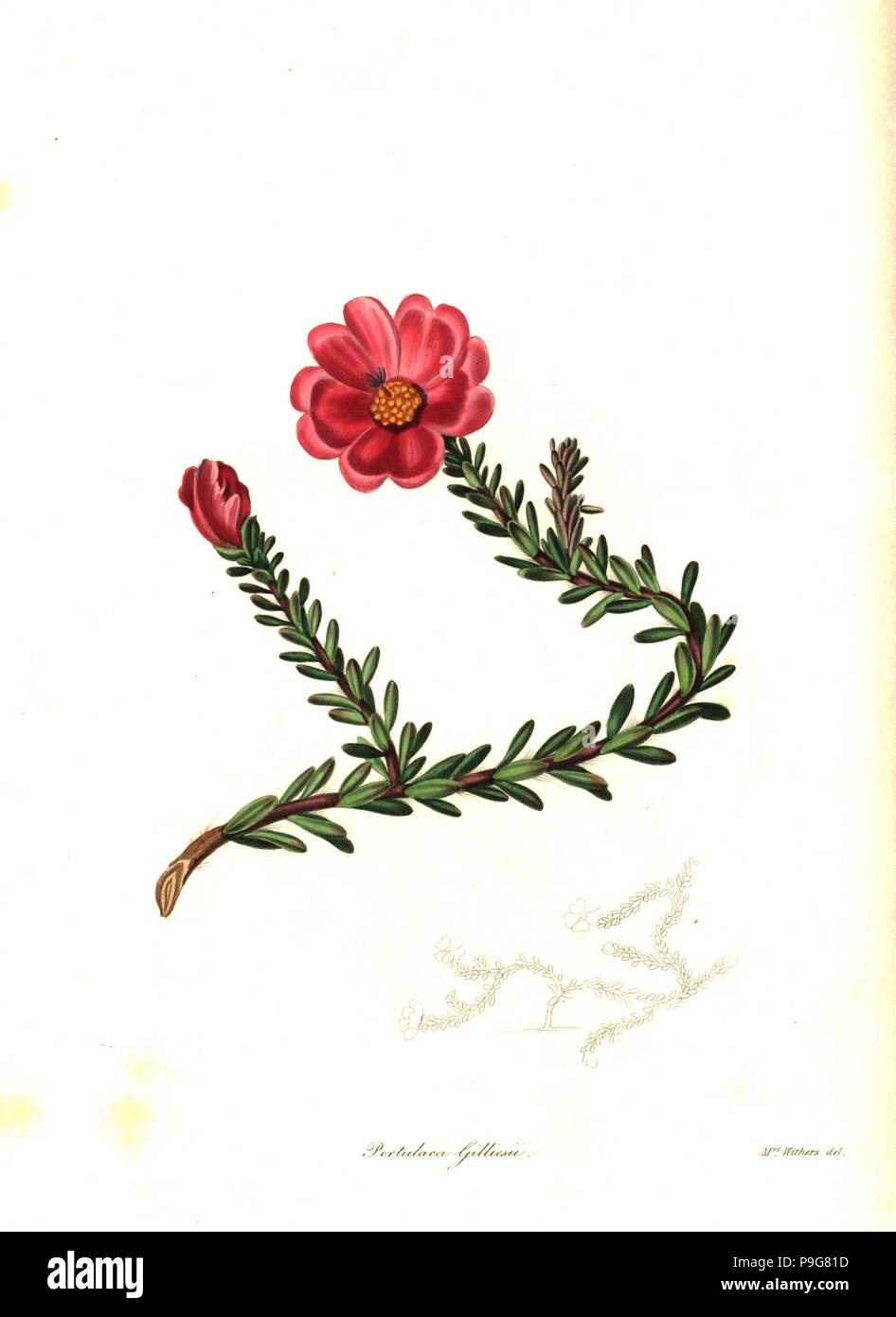 Dr. Gillies' portulaca, Portulaca gilliesii. Handcoloured copperplate engraving after a botanical illustration by Mrs Augusta Withers from Benjamin Maund and the Rev. John Stevens Henslow's The Botanist, London, 1836. Stock Photo