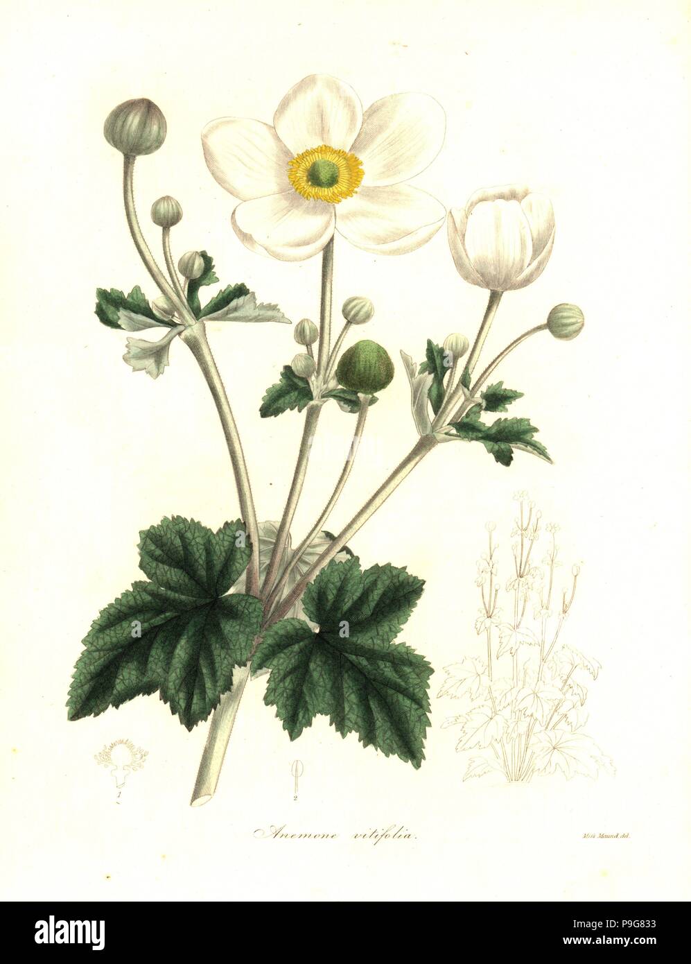 Vine-leaved anemone, Anemone vitifolia. Handcoloured copperplate engraving after a botanical illustration by Miss Maund from Benjamin Maund and the Rev. John Stevens Henslow's The Botanist, London, 1836. Stock Photo