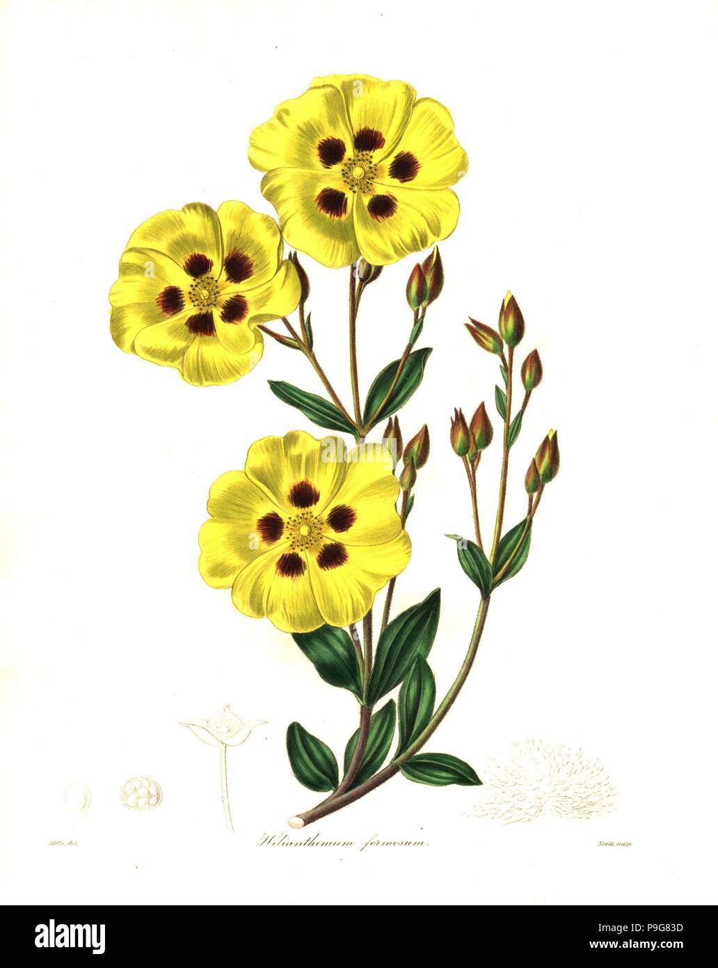 Rockrose, Halimium lasianthum subsp. formosum (Beautiful helianthemum, Helianthemum formosum). Handcoloured copperplate engraving by S. Nevitt after a botanical illustration by Mills from Benjamin Maund and the Rev. John Stevens Henslow's The Botanist, London, 1836. Stock Photo