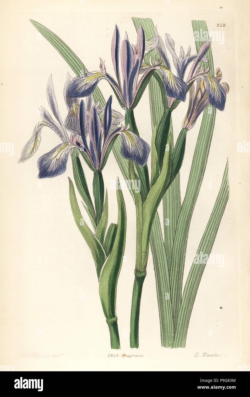White-flowered iris or milky iris, Iris lactea (sweet-scented flower de luce, Iris fragrans). Handcoloured copperplate engraving by G. Barclay after Edwin Dalton Smith from John Lindley and Robert Sweet's Ornamental Flower Garden and Shrubbery, G. Willis, London, 1854. Stock Photo